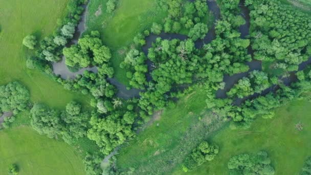Meanders folyó delta folyó dron légi felvétel a szárazföld belsejében ártéri erdő és síkvidéki mocsár, quadcopter kilátás repülő légy repülés show, védett táj Litovelske Pomoravi — Stock videók