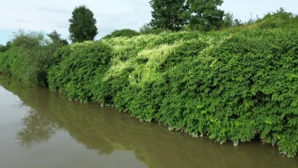 Knotweed Reynoutria dron letecké video záběr Fallopia japonica Sakhalin japonské, invazivní a expanzivní druhy nebezpečných rostlin listy v říčním potoka potoka keře keře, listy ovoce — Stock video