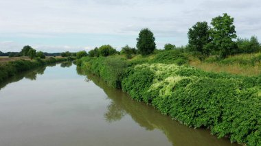 Knotweed Reynoutria dron video drone 'u Fallopia japonica Sakhalin Japon' u vurdu, tehlikeli bitki türlerinin istilacı ve genişleyen türleri nehir suyu deresi çalı çalıları, meyve çalıları