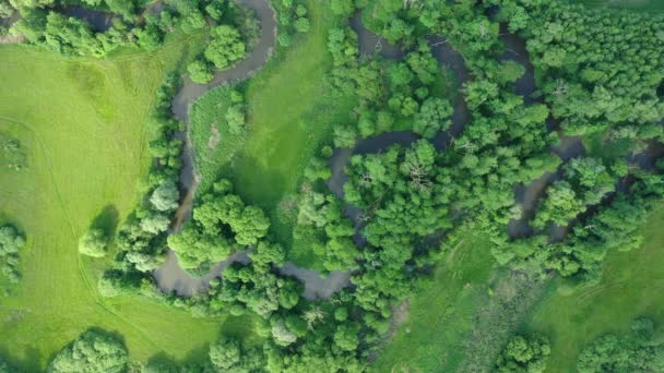 Folyó delta folyó meander belvízi dron légi felvétel készült ártéri erdő és síkvidéki vizes mocsár, quadcopter kilátás repülő repülés show, védett táj Litovelske Pomoravi — Stock videók