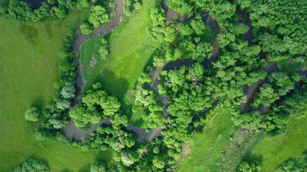 Meanders flod delta flod dron antenn video skott inåt landet i översvämningslätt skog och lågland våtmarker träsk, quadcopter visa flygande flyg flygshow, skyddat landskapsområde Litovelske Pomoravi — Stockfoto