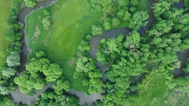 Meanders folyó delta folyó dron légi felvétel a szárazföld belsejében ártéri erdő és síkvidéki mocsár, quadcopter kilátás repülő légy repülés show, védett táj Litovelske Pomoravi — Stock videók