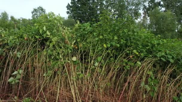 Knotweed Reynoutria dron letecké video záběr Fallopia japonica Sakhalin japonské, invazivní a expanzivní druhy nebezpečných rostlin listy v říčním potoka potoka keře keře, listy a plody — Stock video