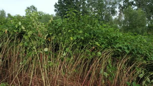 Knotweed Reynoutria dron video drone 'u Fallopia japonica Sakhalin Japon' u vurdu, tehlikeli bitki türlerinin istilacı ve genişleyen türleri nehir suyu deresi çalı çalıları, meyve çalıları — Stok video