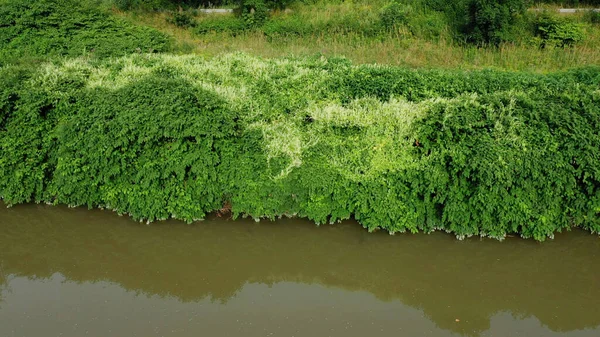 Knotweed Reynoutria dron aerial video shot Fallopia japonica Sakhalin Espèces japonaises envahissantes et expansives de plantes dangereuses feuilles dans l'eau rivière ruisseau arbustes, feuilles fruits — Photo