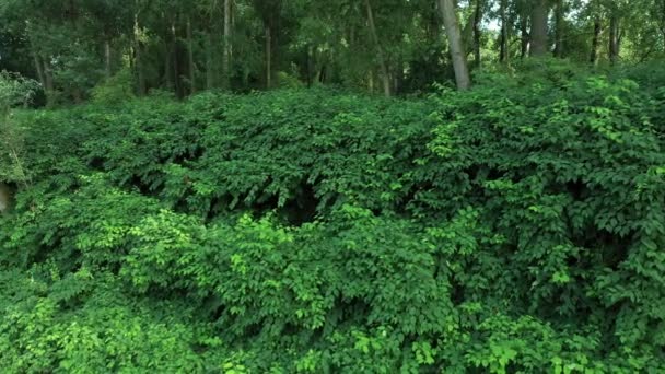 Knotweed Reynoutria dron εναέρια βίντεο drone γυρίστηκε Fallopia japonica Sakhalin Ιαπωνικά, επεμβατικά και επεκτατικά είδη των επικίνδυνων φύλλων φυτών στο ποτάμι ρεύμα ρυάκι θάμνους, αφήνει φρούτα — Αρχείο Βίντεο