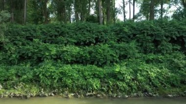 Knotweed Reynoutria dron hava klibi Fallopia japonica Sakhalin Japonca, nehir suyu deresi çalı çalıları, yapraklar ve meyvelerin tehlikeli bitki yaprağının istilacı ve geniş bir türü.