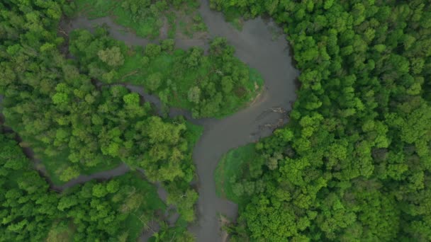 Folyó delta folyó meander belvízi dron légi felvétel készült ártéri erdő és síkvidéki vizes mocsár, quadcopter kilátás repülő repülés show, védett táj Litovelske Pomoravi — Stock videók