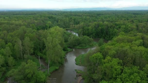 Bu arada nehir delta nehri dron hava aracı görüntüsü su baskını ormanlarında ve ovalarda bataklık, kuadkopter manzaralı uçuş gösterisi Litovelske Pomoravi 'nin koruma altındaki manzara alanı — Stok video