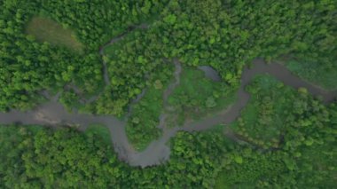 Bu arada nehir delta nehri dron hava aracı görüntüsü su baskını ormanlarında ve ovalarda bataklık, kuadkopter manzaralı uçuş gösterisi Litovelske Pomoravi 'nin koruma altındaki manzara alanı