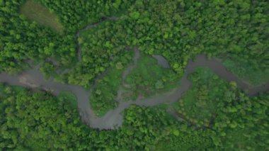 Nehir delta nehrinin kıvrımlı iç kesimlerinde su baskını ormanlarında ve ovalarda çekilmiş dron hava görüntüleri bataklık, kuadkopter manzaralı uçuş gösterisi Litovelske Pomoravi 'nin korunan manzara alanı