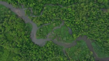 Bu arada nehir delta nehri dron hava aracı görüntüsü su baskını ormanlarında ve ovalarda bataklık, kuadkopter manzaralı uçuş gösterisi Litovelske Pomoravi 'nin koruma altındaki manzara alanı