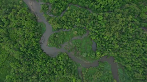 Meandri fiume delta fiume dron aerea video girato nell'entroterra nella foresta pianura alluvionale e pianure palude palude, quadricottero vista volo fly show, area protetta paesaggio di Litovelske Pomoravi — Video Stock