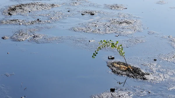 Auswirkungen auf die Natur durch mit Chemikalien und Öl kontaminierte Böden — Stockfoto