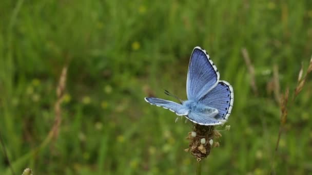 野生の青い蝶 (Polyommatus bellargus) — ストック動画