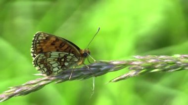 Vahşi Heath Fritillary (Melitaea athalia)