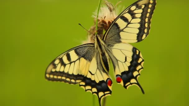 Papillon hirondelle (papilio machaon ) — Video