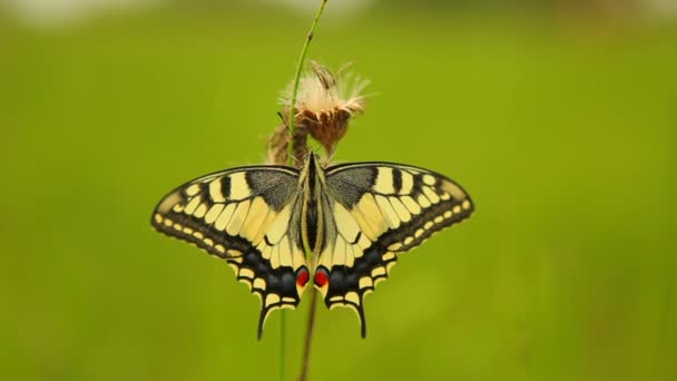 Borboleta de rabo de andorinha (papilio machaon ) — Vídeo de Stock