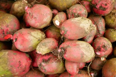 Pancar kırmızısı beta vulgaris yığını çiftlik burpileri sebze biyo çiftçiliği sera yaprağı ve tarım bahçesi hasat yaprakları sarı turuncu doğal bitki biyolojik organik tarla bitkisi sebze tarlaları