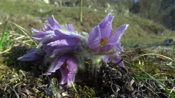 Dziki Pulsatilla Grandis Sasanka Kwitnących Wiosnę Środkowych Moraw Czech Republic — Wideo stockowe