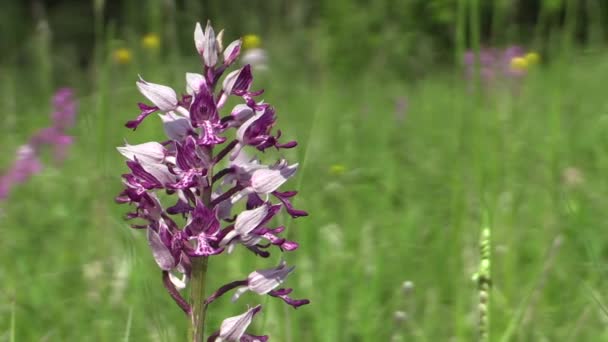 Vilda vackra lila orkidé (Orchis militaris) — Stockvideo