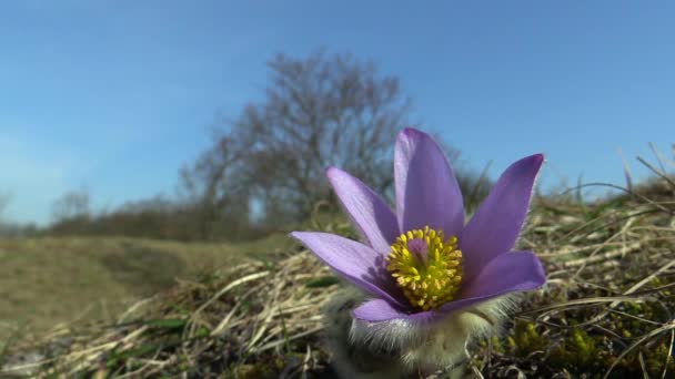 Vad Pulsatilla grandis - a tavasszal virágzó említésre virág — Stock videók