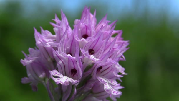 Dzika orchidea (Orchis tridentata) — Wideo stockowe