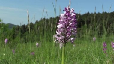 Vahşi güzel mor orkide (Orchis militaris), çayır