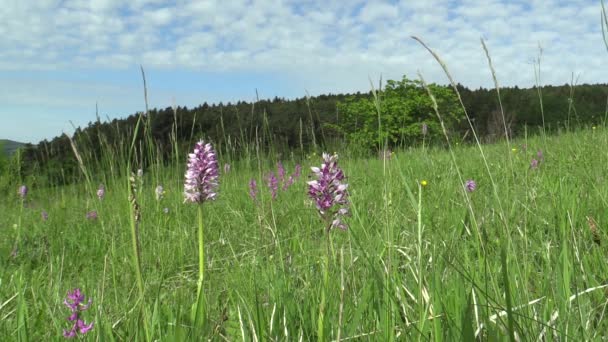 Wild schöne lila Orchidee (orchis militaris), Wiese — Stockvideo