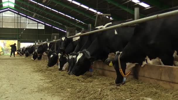 Brno, Cseh Köztársaság - November 5-én 2014: tejelő tehenek etetés egy pajtában, Dél-Morvaország, Csehország, Európa, Európai Unió — Stock videók