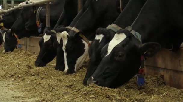 Tejelő tehenek etetés egy pajtában — Stock videók