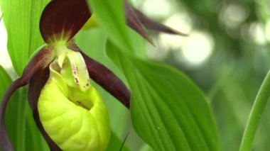 Vahşi güzel terlik orkide (Cypripedium calceolus)