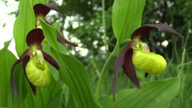 Vahşi güzel terlik orkide (Cypripedium calceolus)