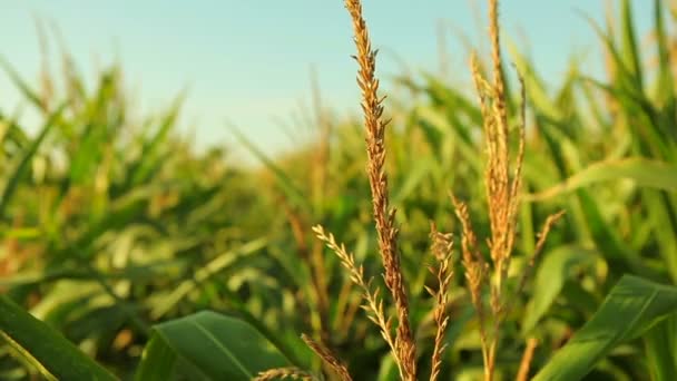 Grüne Maispflanzen auf landwirtschaftlichem Feld — Stockvideo