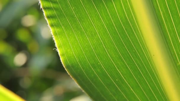 Close up of a corn leaf — Stock Video