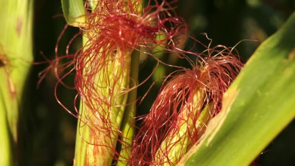 Plantas de mazorcas en el campo agrícola — Vídeo de stock