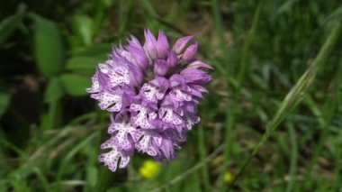 Vahşi orkide (Orchis tridentata)