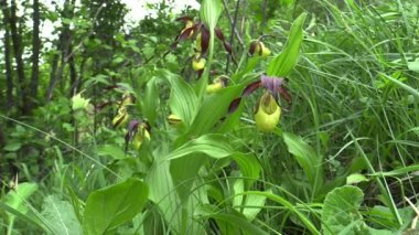 Vahşi güzel terlik orkide (Cypripedium calceolus)