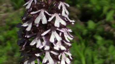 Vahşi güzel mor orkide (Orchis purpurea)