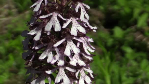 Дикая красивая фиолетовая орхидея (Orchis purpurea ) — стоковое видео