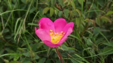 Yaban gülü (Rosa gallica) yaz aylarında