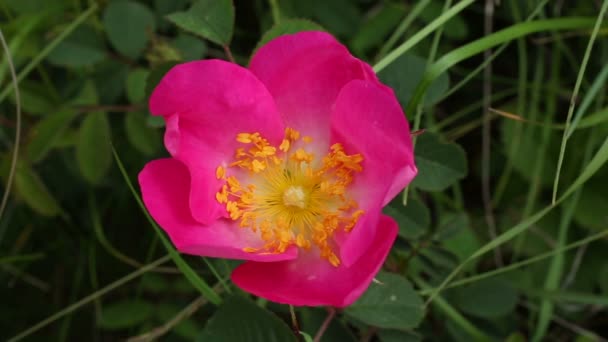 Rosas silvestres (Rosa gallica) en verano — Vídeos de Stock