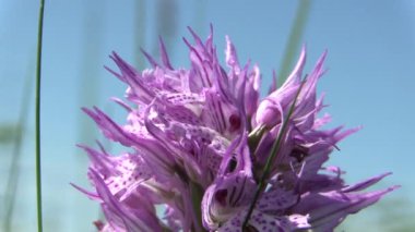 Vahşi orkide (Orchis tridentata), CITES