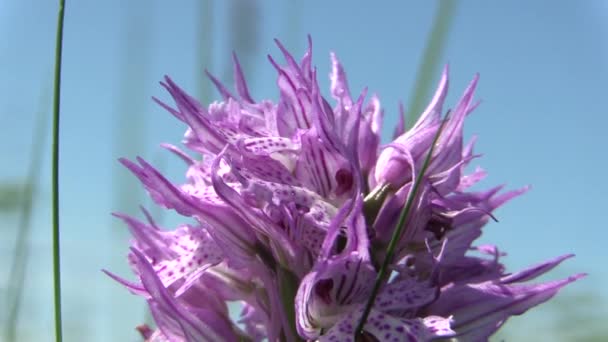 Orquídea selvagem (Orchis tridentata), CITES — Vídeo de Stock