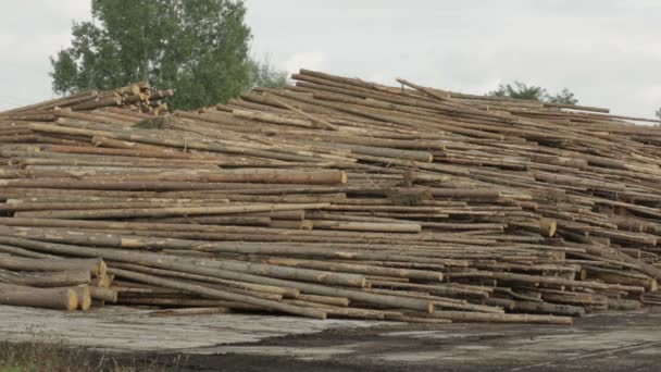 Velké Hromady Pořezaných Kmenů Kulaté Klády Smrkové Lesy Zamořené Napadené — Stock video