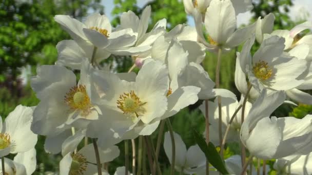 Mooie anemonen in het park — Stockvideo