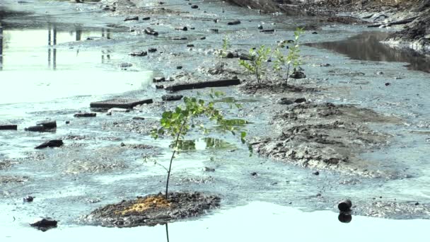 Träd hotas av olja och toxiska ämnen — Stockvideo