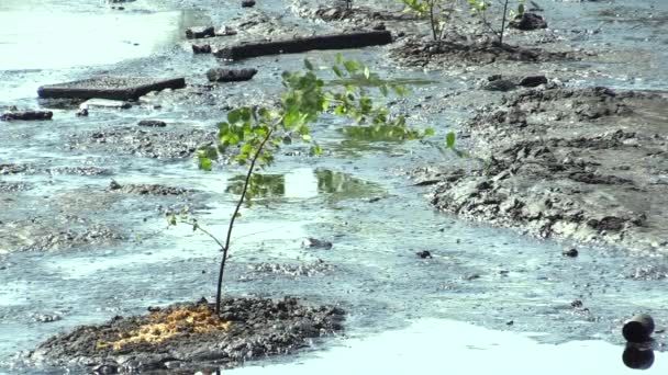 Дерево під загрозою нафти і токсичних речовин — стокове відео