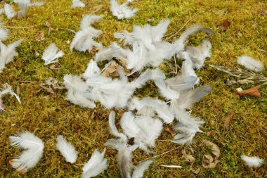 Yırtıcı akbaba güvercini yakın mesafeden vurdu Buteo buteo beyaz kanat çırptı ve kuş tüyü yere saçıldı. Kuş bilimi, eşsiz ve karmaşık entegrasyon uzantıları kuş Avrupa bulundu. Fonksiyonlar savaşmak için kullanılır