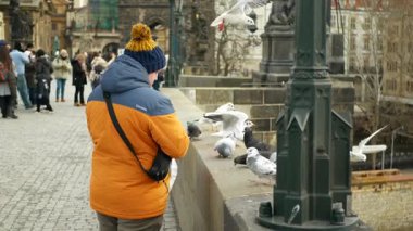 Kış tüyleri siyah başlı martı Chroicocephalus ridibundus güvercin güvercin Columba Livia turist ya da insan tarafından yenilen ekmeğin tadını çıkarıyor, sabırla uçuyor, turistik bölgede bekliyor ve yürüyor. Charles Köprüsü Karluv ya da Karlsbrucke Ortaçağ ihtişamı